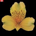 Alstroemeria - Honeybell (bunch of 10 stems)